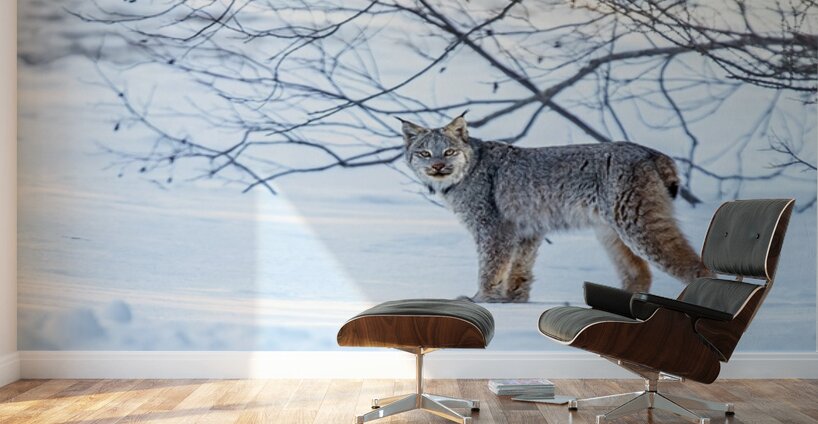 Lynx 2 Wall Murals