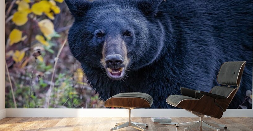 Black Bear Boss Wall Murals