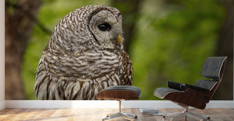 Barred Owl Wall Murals