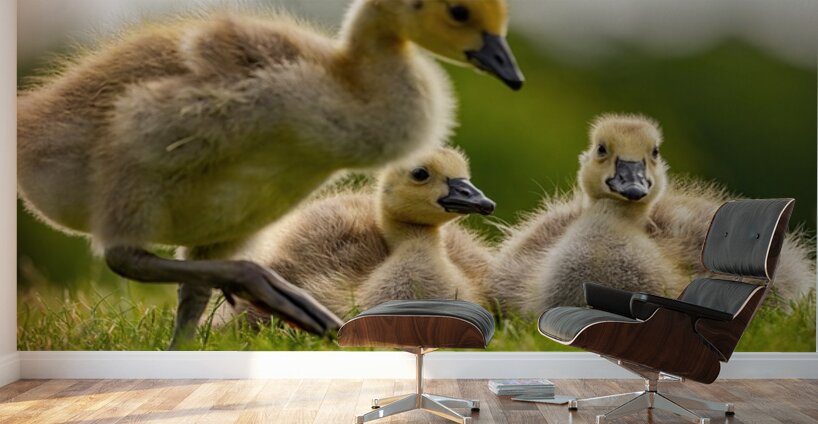 Goslings Wall Murals
