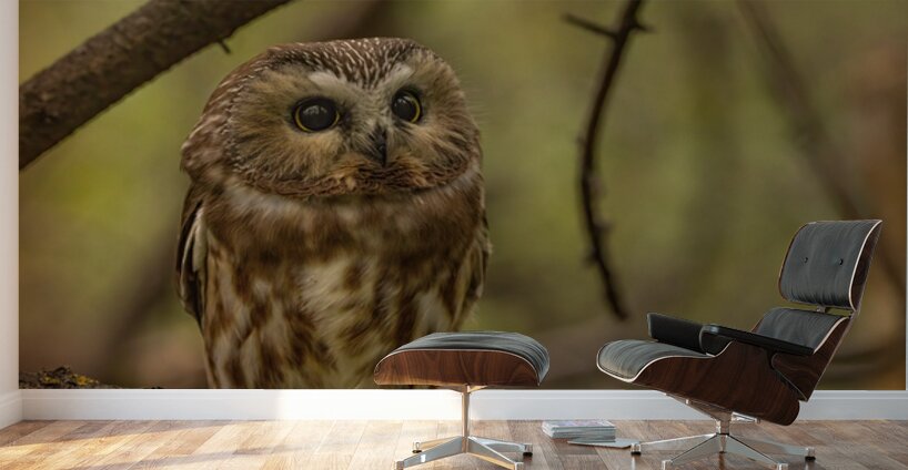 Saw Whet Owl 2 Wall Murals