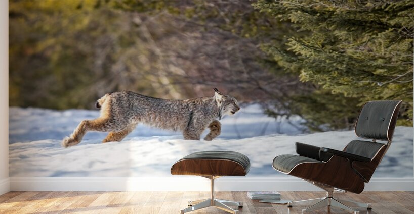 Lynx 3 Wall Murals