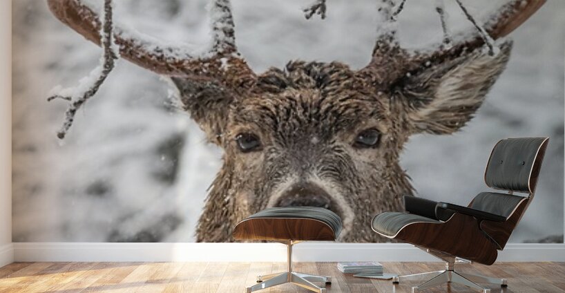 Big Buck Winter Wall Murals