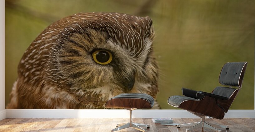 Saw Whet Owl 3 Wall Murals