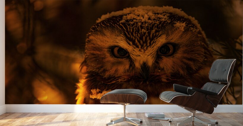 Saw Whet Owl 4 Wall Murals