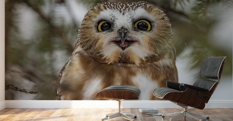 Saw Whet Owl 5 Wall Murals