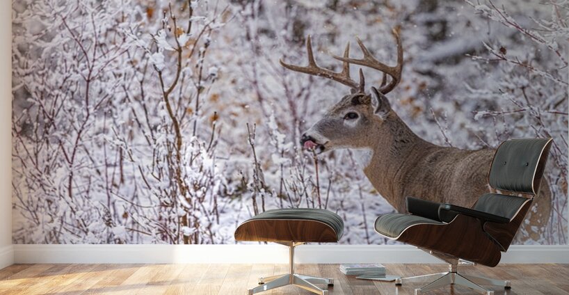 Buck Winter Day Wall Murals