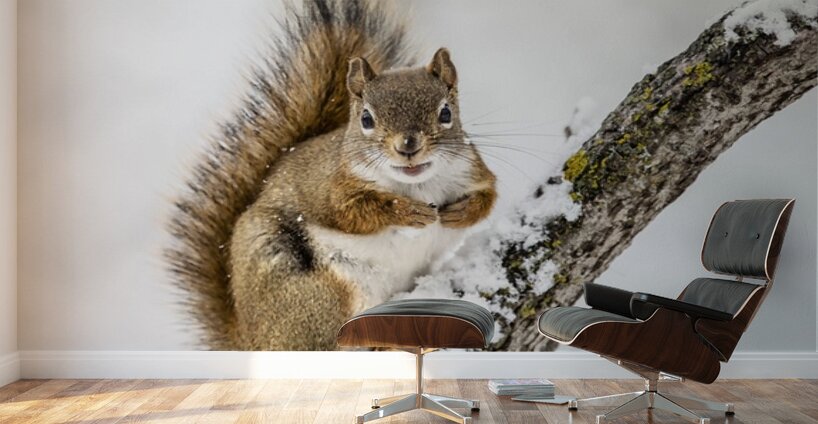 Red Squarel 2 Wall Murals