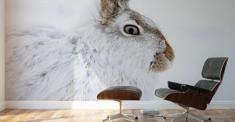 Jack Rabbit Wall Murals