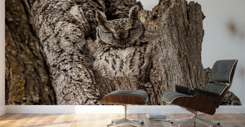 Screech Owl 4 Wall Murals