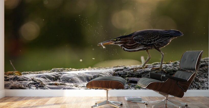 Green Heron Sunset Wall Murals