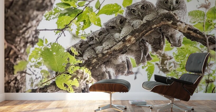 Screech 12 Eyes Wall Murals