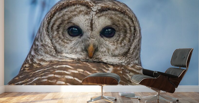 Barred Owl 3 Wall Murals