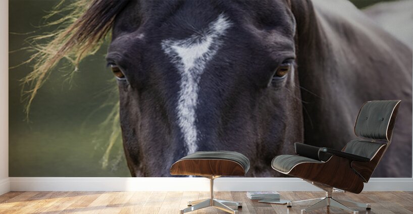 Horse Portrait Wall Murals