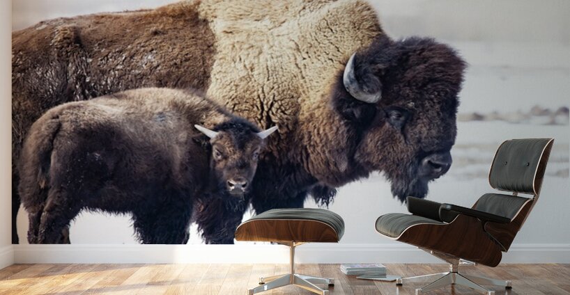 Bison Mom and Cub Wall Murals