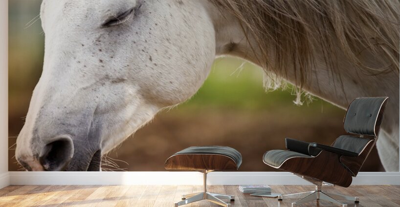 Horse Portrait 2 Wall Murals