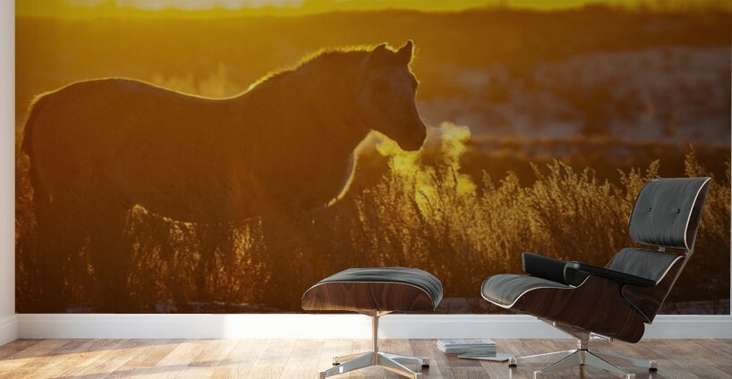 Horse Sunset Wall Murals
