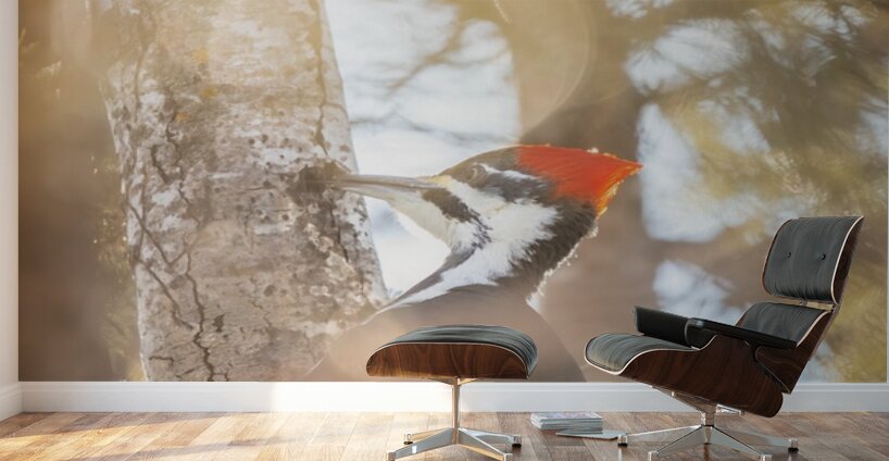 Pileated Woodpecker Wall Murals