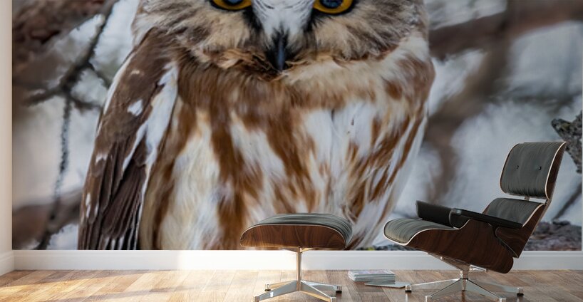 Saw Whet Owl 6 Wall Murals