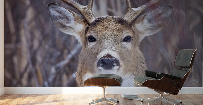 Buck Portrait 3 Wall Murals