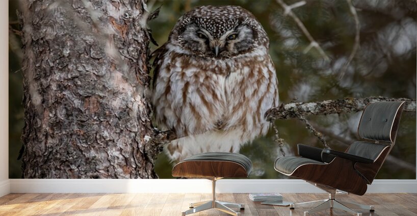 Boreal Owl 2 Wall Murals