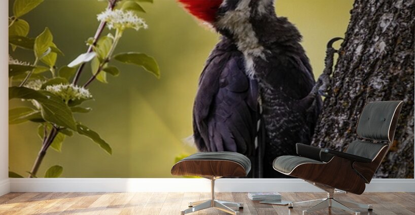 Pileated Woodpecker 2 Wall Murals