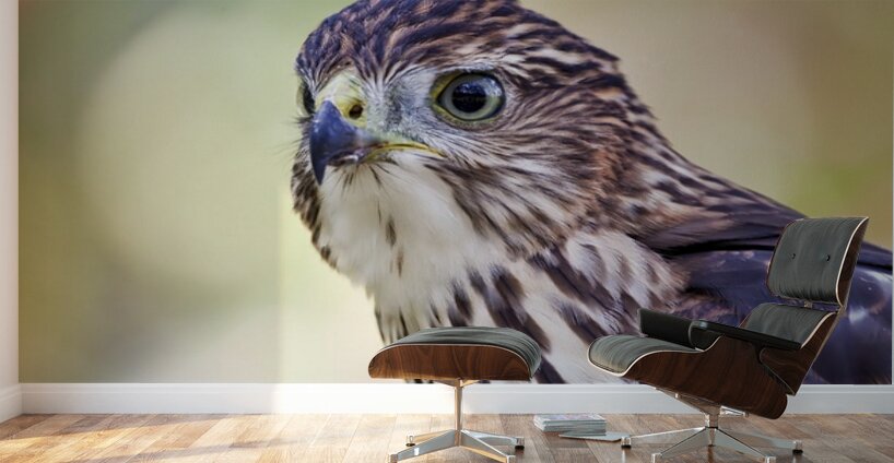 Coopers Hawk Wall Murals