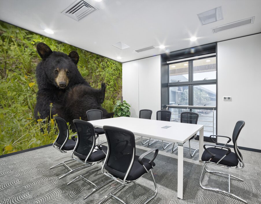 Black Bear Relax  Wall Printing
