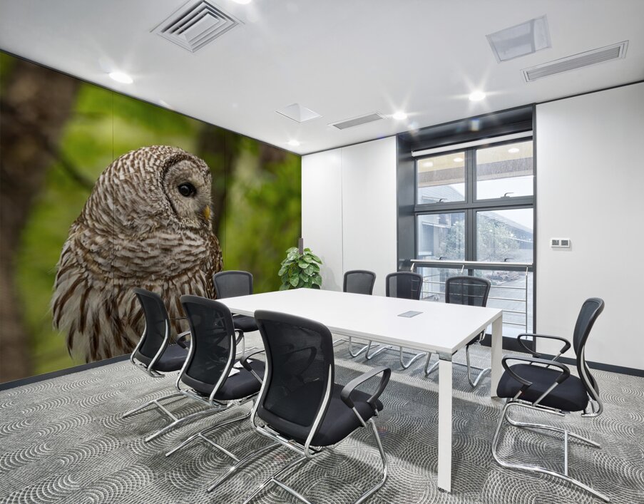 Barred Owl Wall Printing