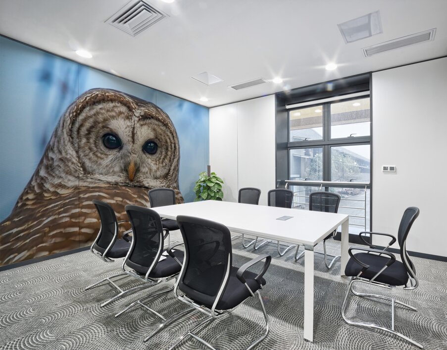 Barred Owl 3 Wall Printing