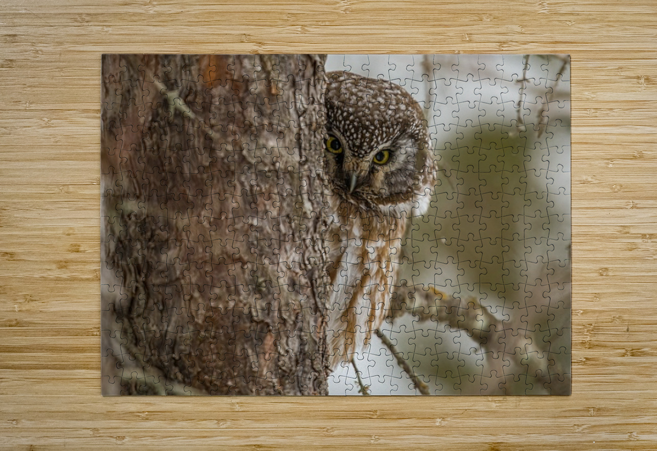 Boreal Owl Peekaboo Ilana Vargulich Puzzle printing