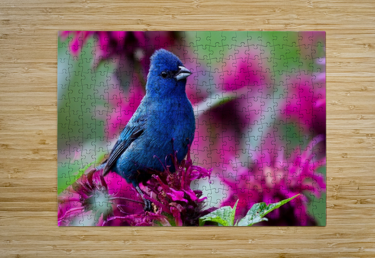 Indigo Bunting Ilana Vargulich Puzzle printing