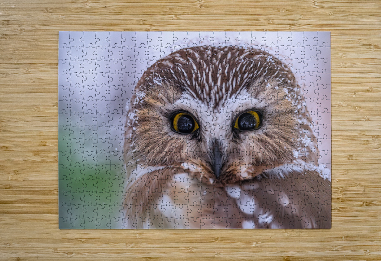 Saw Whet Owl Ilana Vargulich Puzzle printing