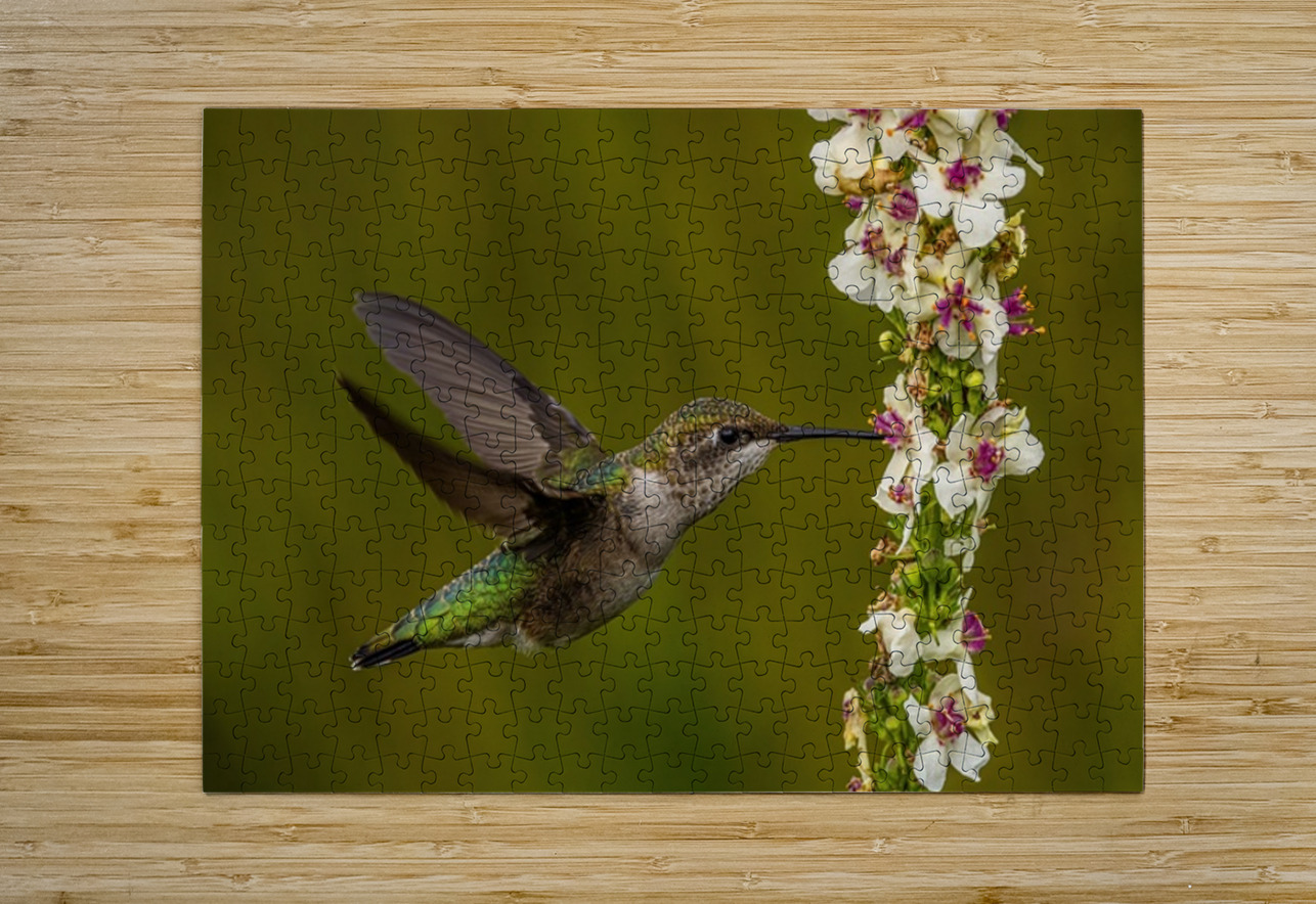 Hummingbird Ilana Vargulich Puzzle printing