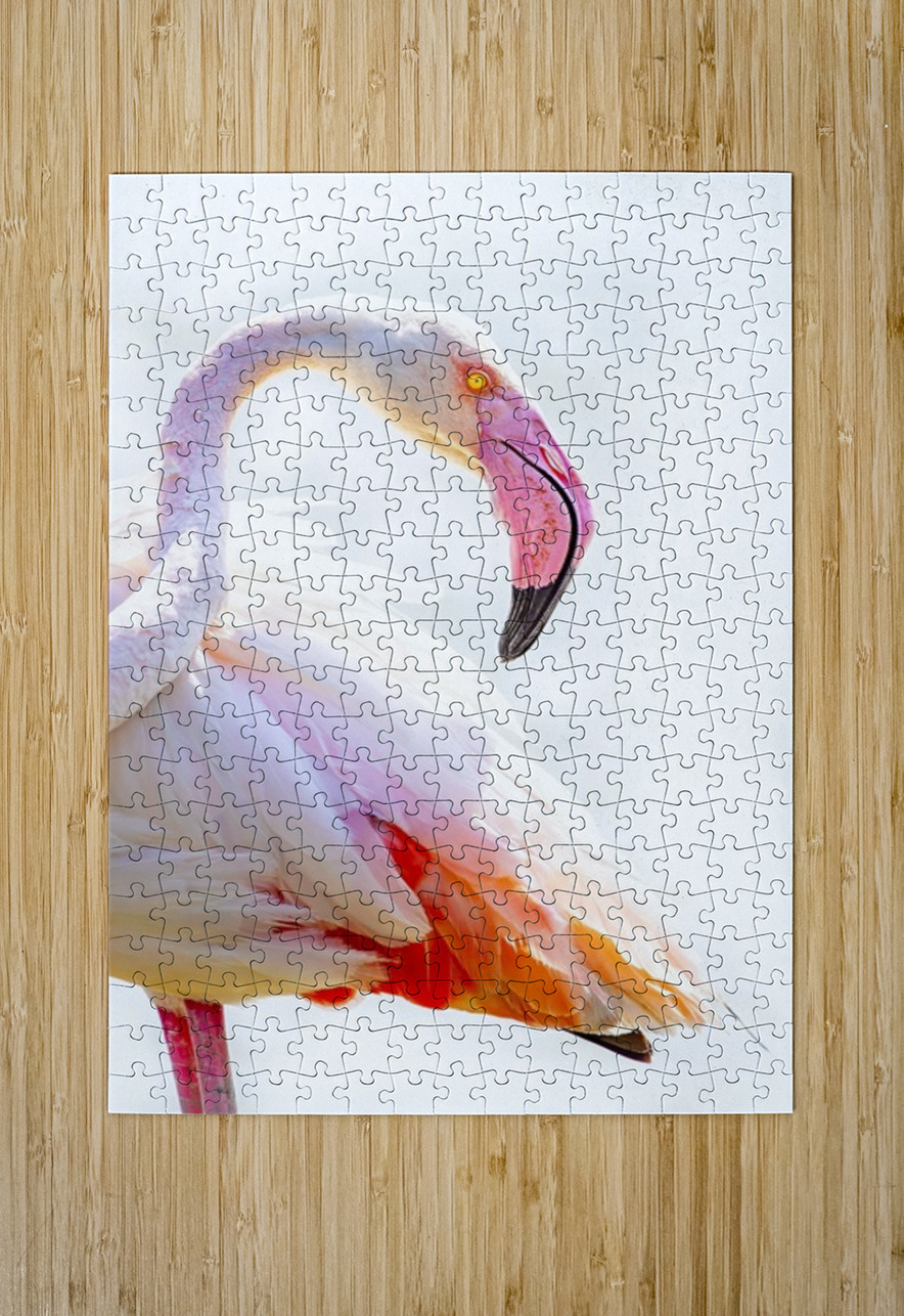 Wild Pink Flamingo Ilana Vargulich Puzzle printing