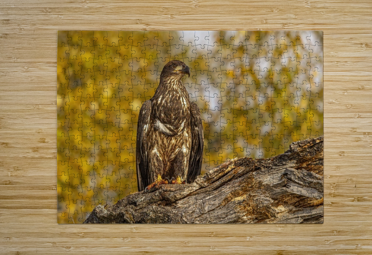 Bald Eagle Fall Time Ilana Vargulich Puzzle printing