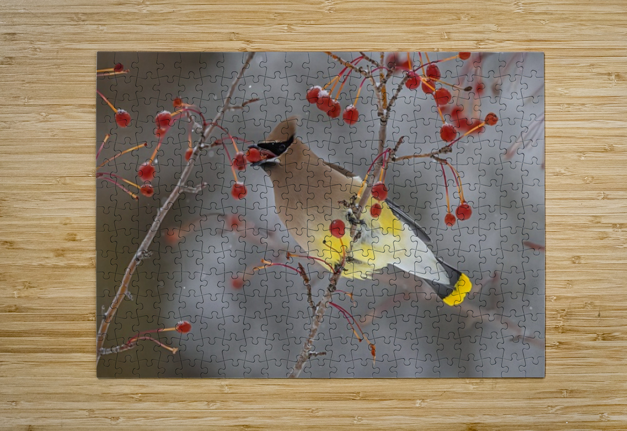 Waxwing Ilana Vargulich Puzzle printing