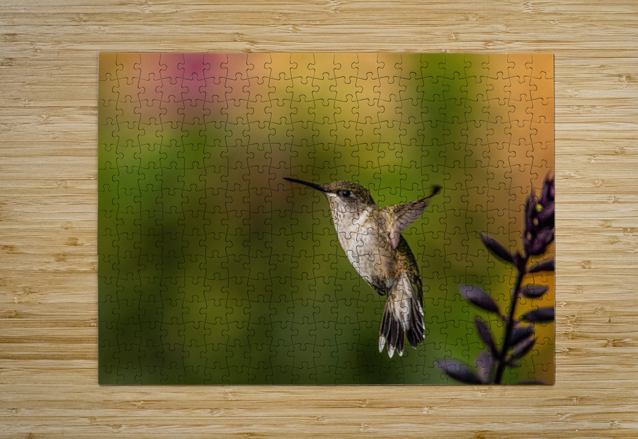 Hummingbird 3 Ilana Vargulich Puzzle printing