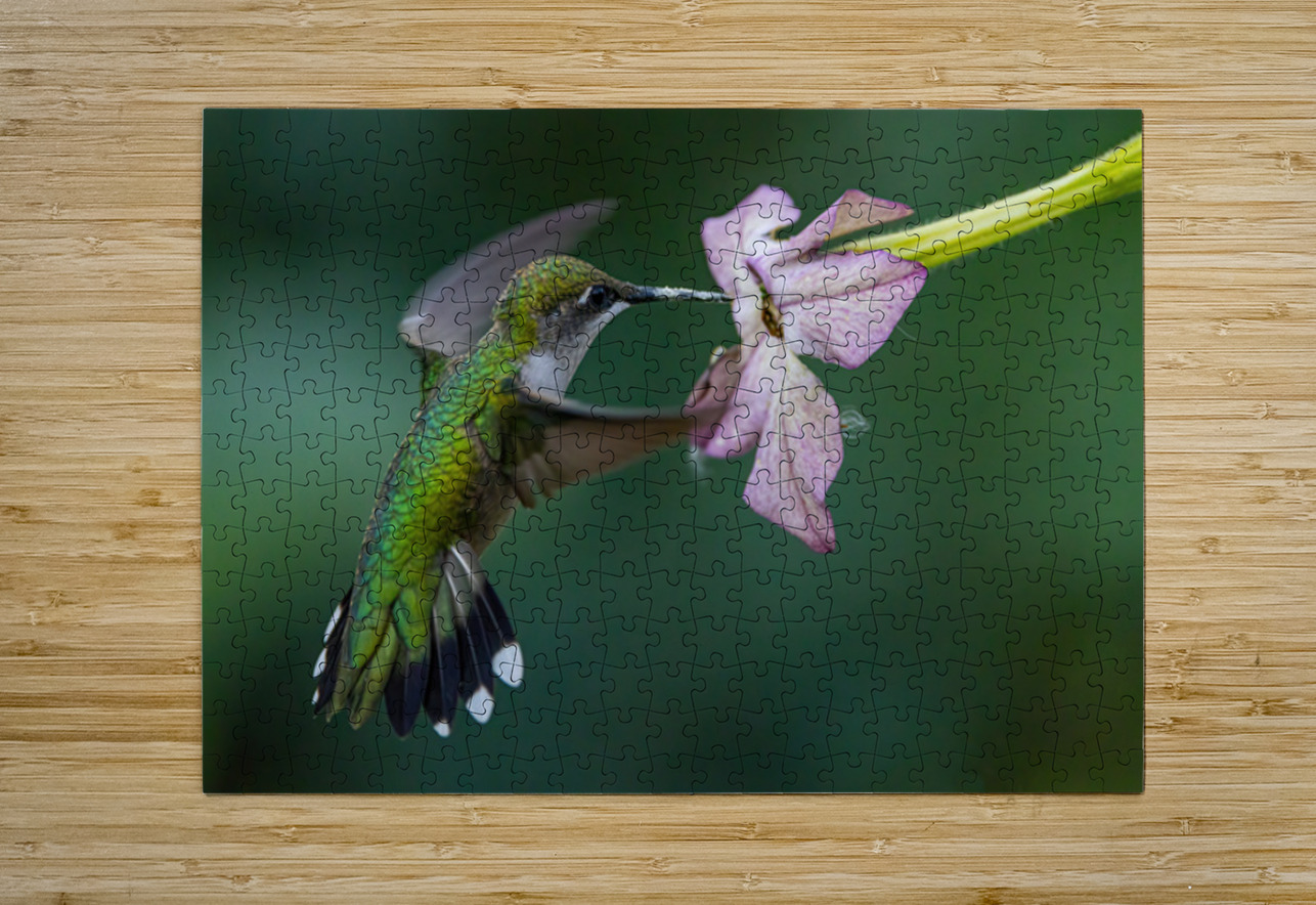 Hummingbird 5 Ilana Vargulich Puzzle printing