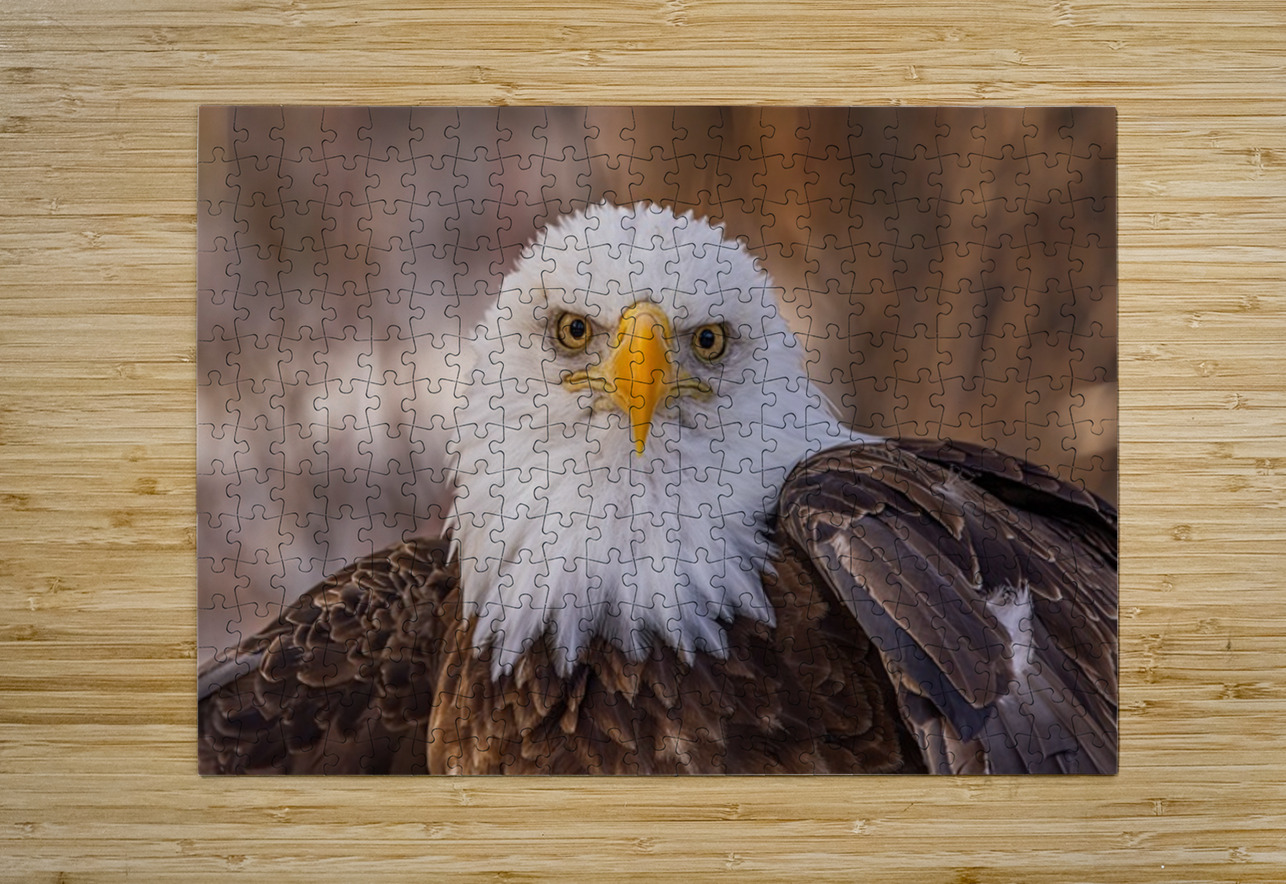 Bald Eagle Portrait Ilana Vargulich Puzzle printing