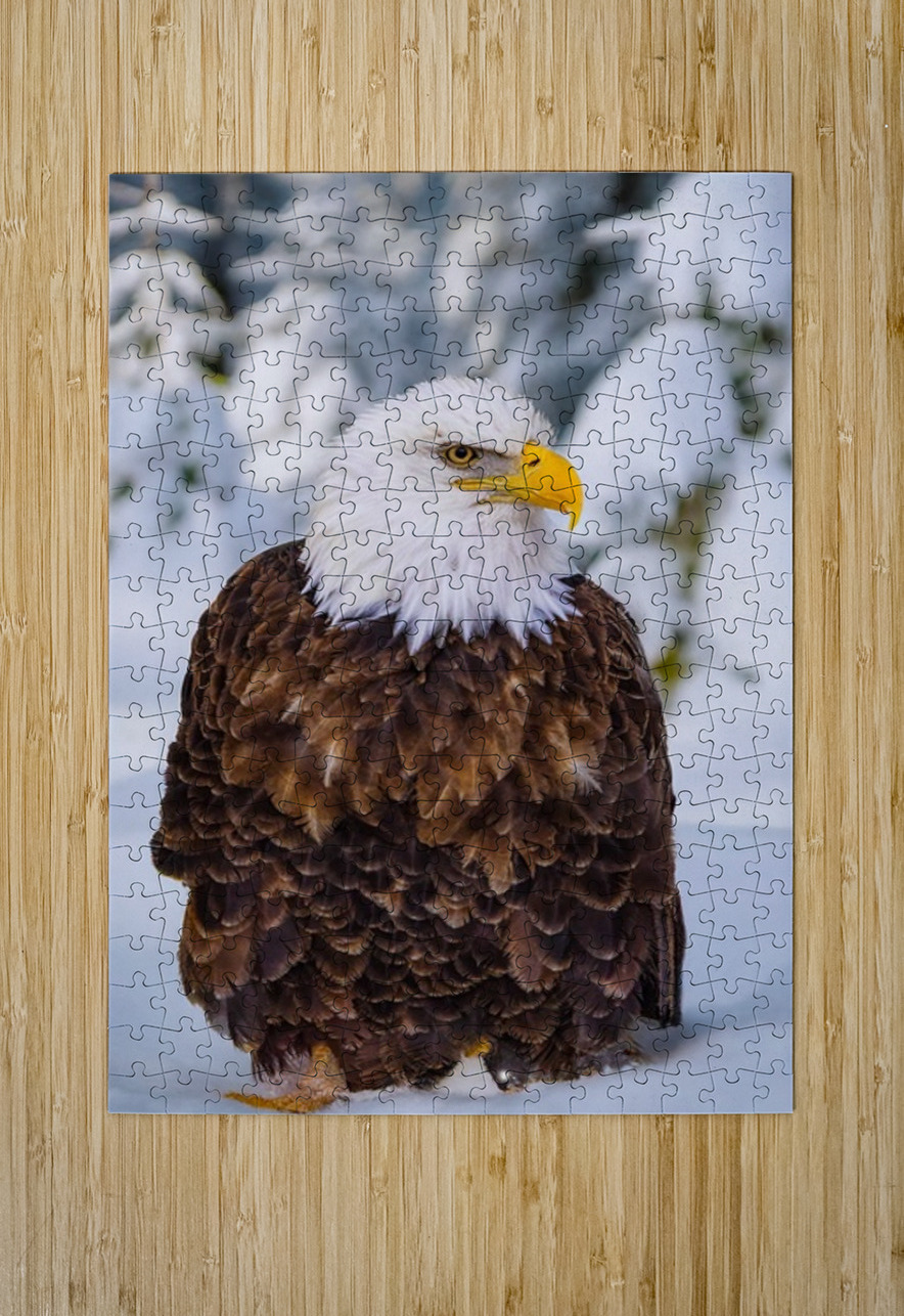 Bald Eagle Winter Ilana Vargulich Puzzle printing