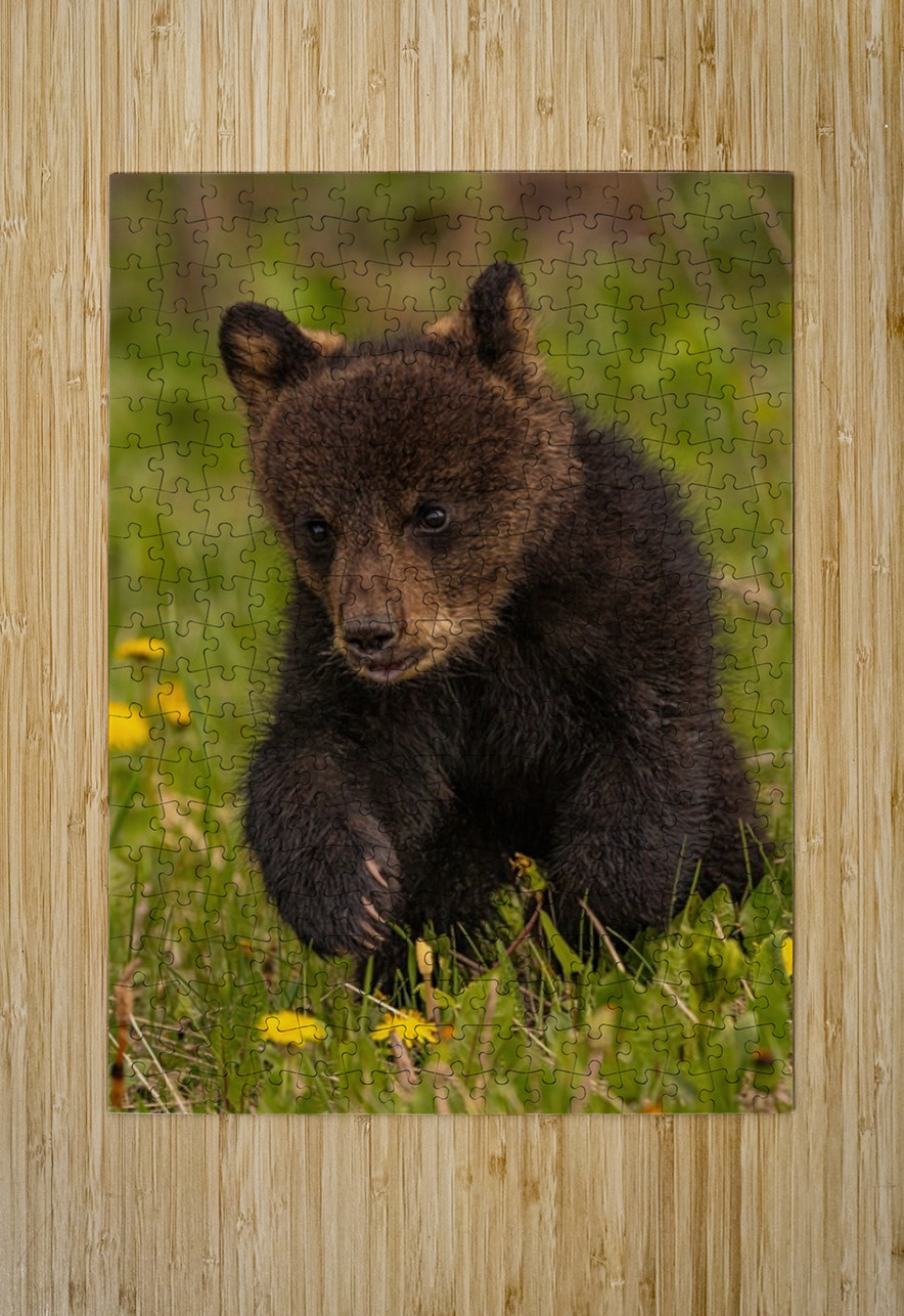 Black Bear Cub Ilana Vargulich Puzzle printing