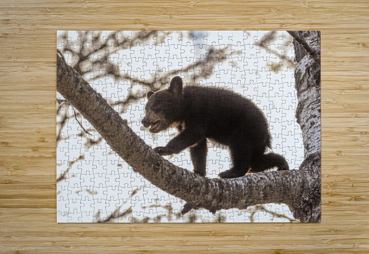 Black Bear Cub 2 Ilana Vargulich Puzzle printing