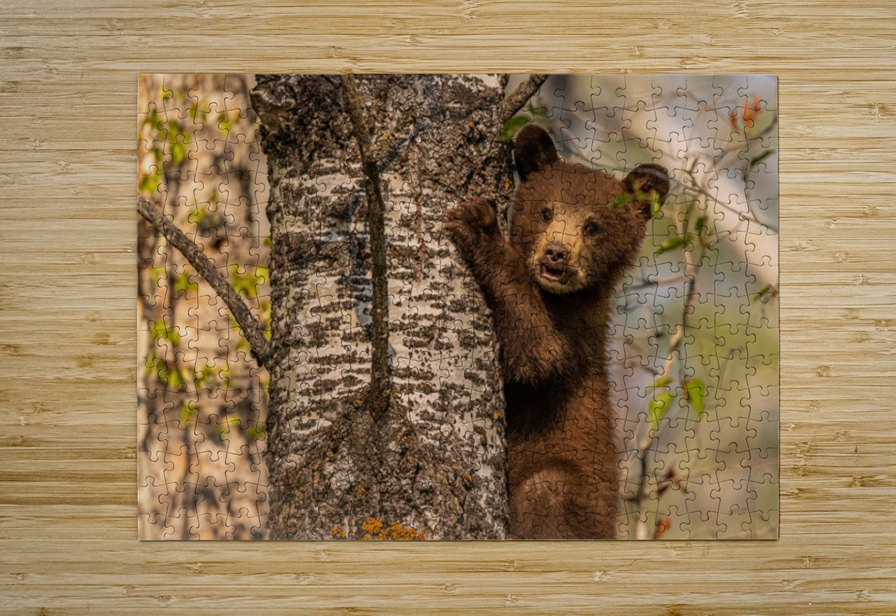 Black Bear Cub 3 Ilana Vargulich Puzzle printing