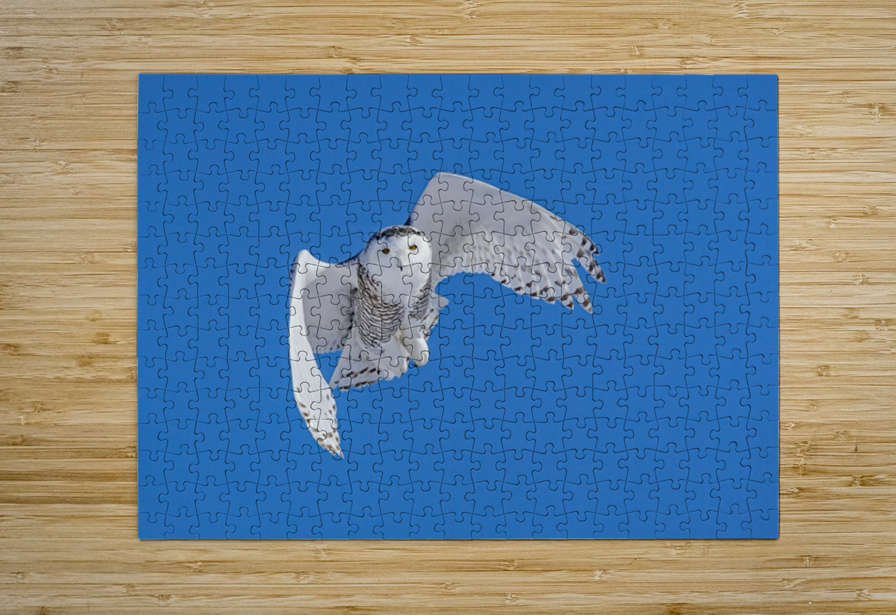 Snowy Owl Ilana Vargulich Puzzle printing
