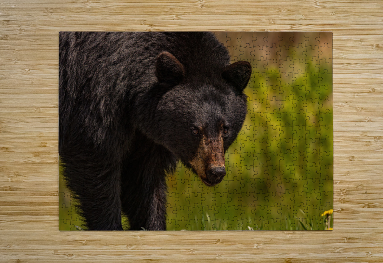Black Bear Ilana Vargulich Puzzle printing