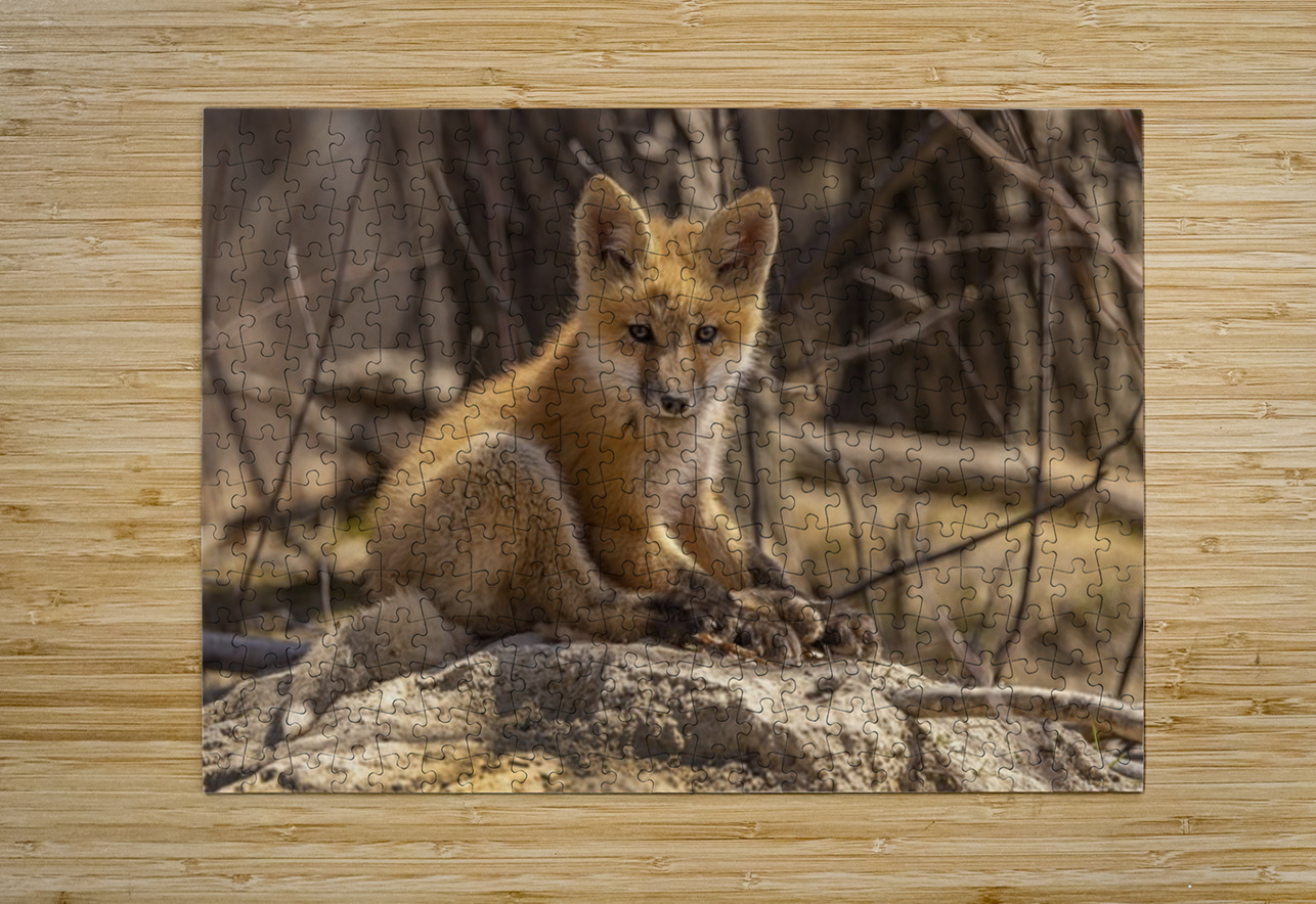 Cute Fox Kit Ilana Vargulich Puzzle printing