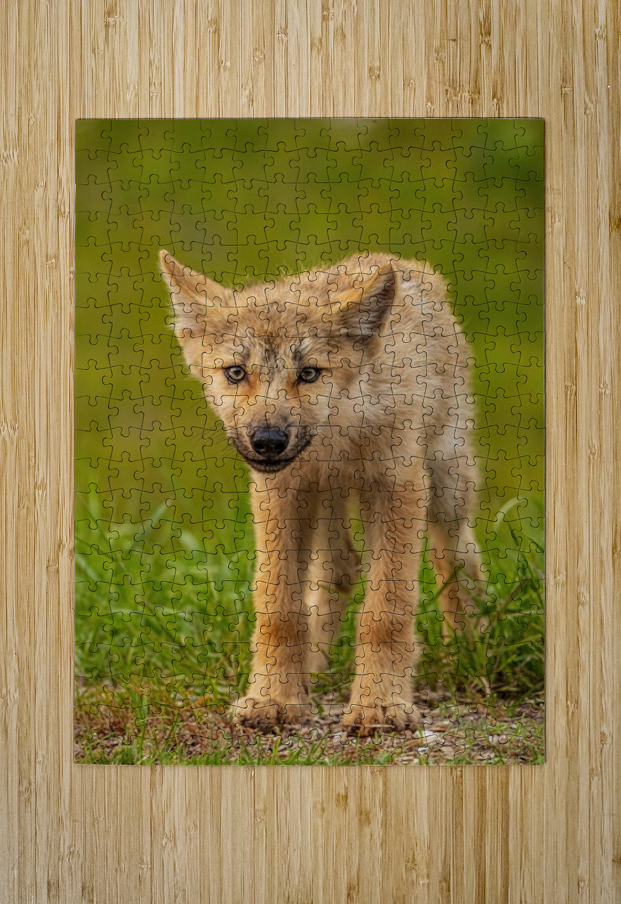 Wolf Pup 2 Ilana Vargulich Puzzle printing