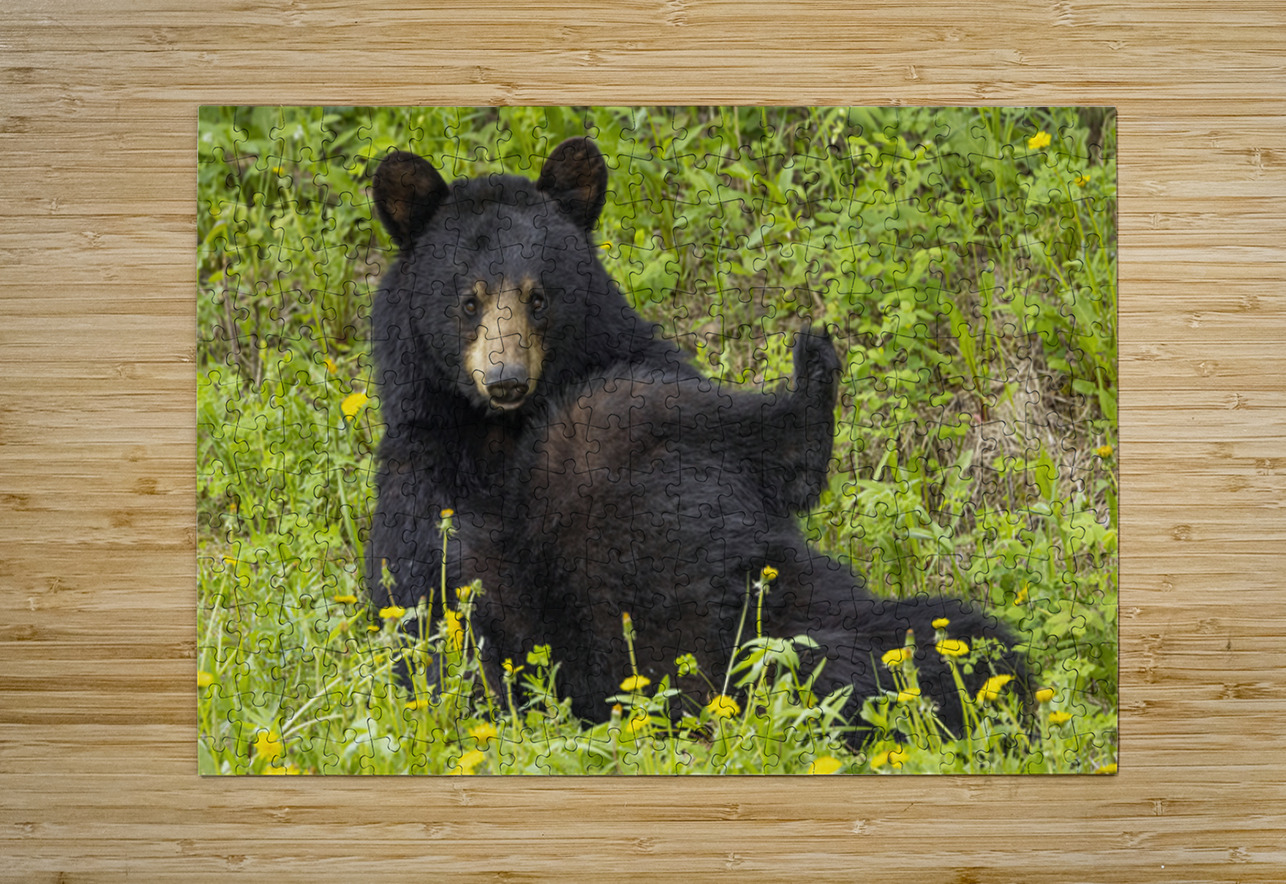 Black Bear Relax  Ilana Vargulich Puzzle printing