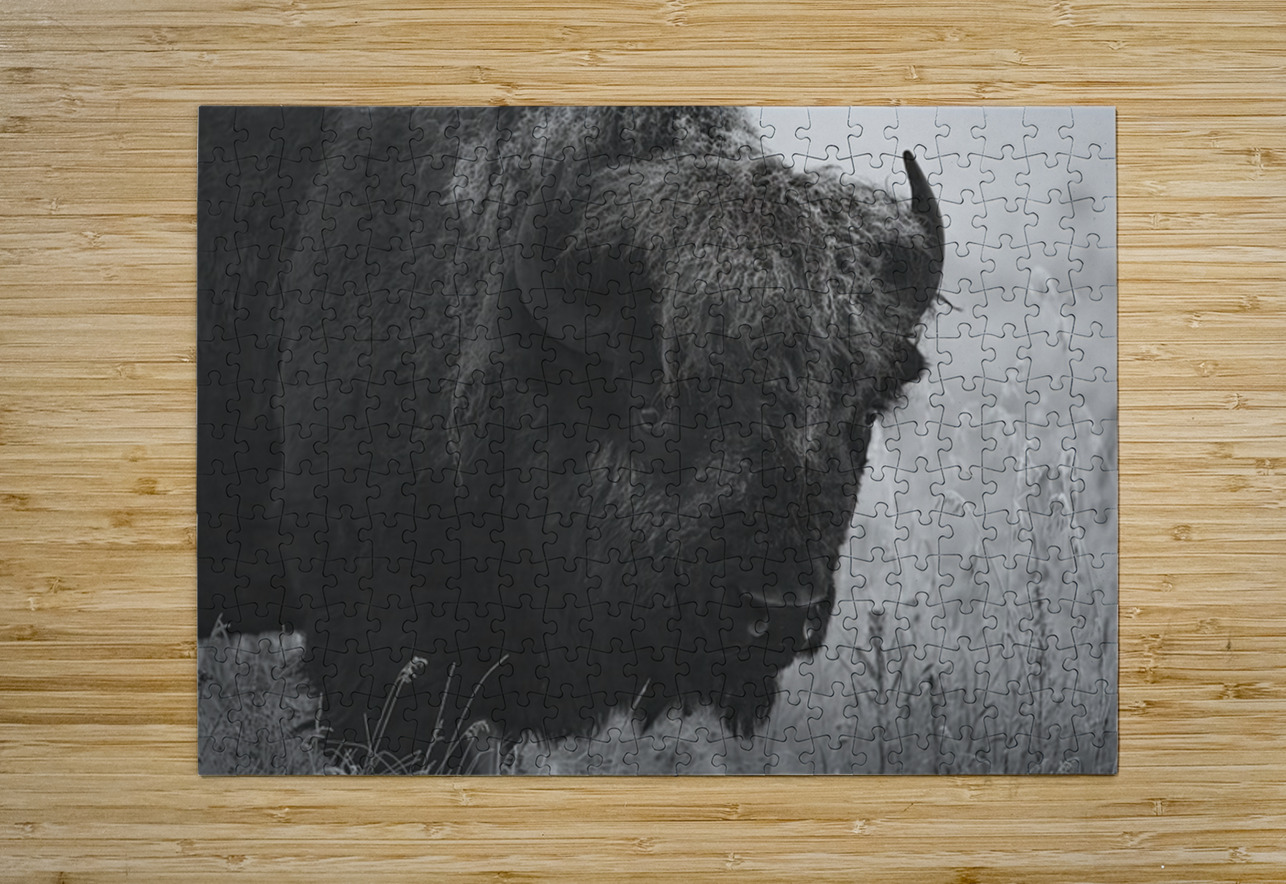 Bison BW Ilana Vargulich Puzzle printing